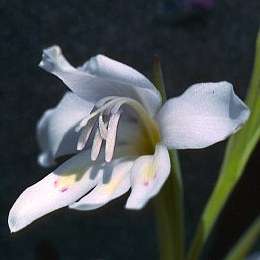 10 Gladiolus carneus (albidus) Seeds - Indigenous South African Bulb Seeds for Sale in South Africa