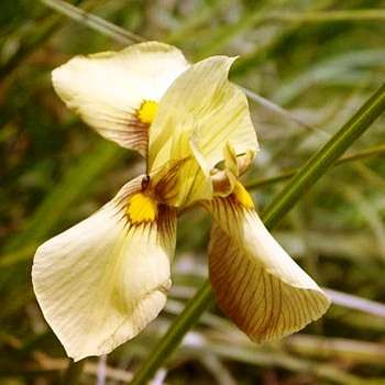 Moraea graminicola Seeds - Sow Spring - Rare Indigenous South African Bulb Seeds For Sale