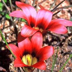 Romulea hirsuta var hirsuta Seeds - Indigenous South African Perennial Bulb Seeds from Africa
