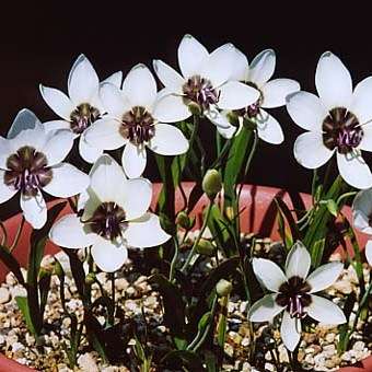 10 Geissorhiza tulbaghensis Seeds - Sow Autumn - Indigenous South African Perennial Bulb