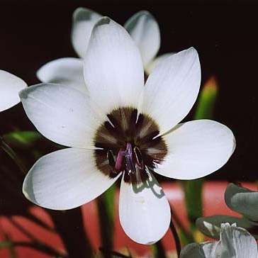 Geissorhiza tulbaghensis Seeds - Sow Autumn - Indigenous Bulbs Seeds