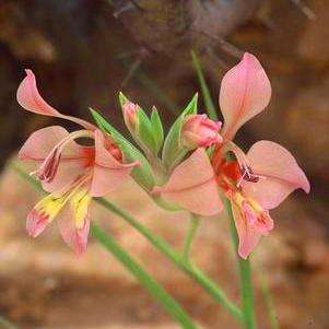 Gladiolus arcuatus Seeds - Sow Autumn - Indigenous Bulbs Seeds