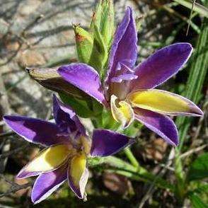 10 Babiana patula Seeds - Indigenous Bulbs Seeds