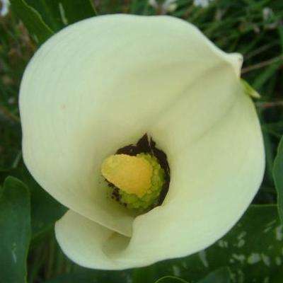 10 Zantedeschia albomaculata Seeds - Black Throated Arum Lily - Sow Spring - Indigenous Bulbs Seeds