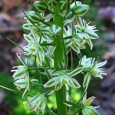 Trachyandra ciliata Seeds - Indigenous South African Bulb Seeds From Africa + FREE SEEDS