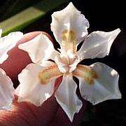 Dietes butcheriana Seeds ~ Wide-leafed Dietes - Indigenous Bulbs Seeds