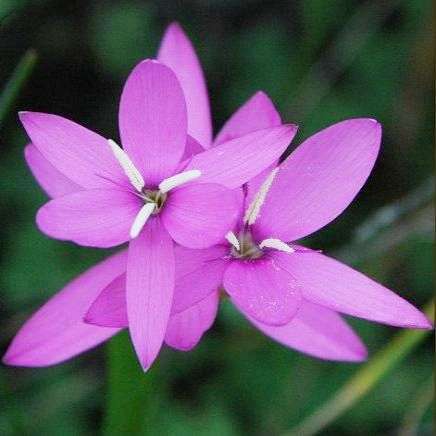 10 Hesperantha pauciflora Seeds - Indigenous Bulbs Seeds