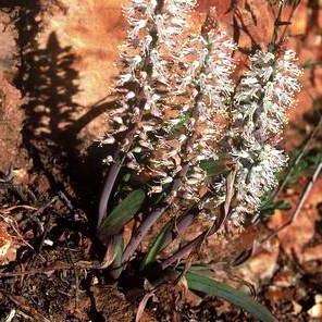 10 Lachenalia thomasiae Seeds - Indigenous South African Perennial Bulb Seeds for Sale from Africa