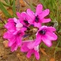 10 Babiana purpurea Seeds - Sow Autumn - Indigenous Bulbs Seeds