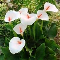 Zantedeschia aethiopica Seeds - Sow Autumn - Indigenous Bulbs Seeds