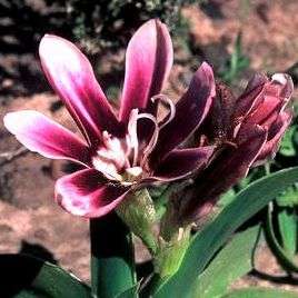 Sparaxis grandiflora ssp grandiflora Seeds - Sow Autumn - Indigenous South African Bulbs Seeds