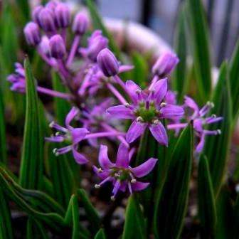 Ledebouria cooperi Seeds - Worldwide Shipping - PayPal Verified - Indigenous South African Bulbs