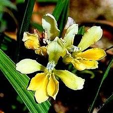6 Babiana odorata Seeds - Indigenous South African Native Perennial Bulb - Flat Ship Rate