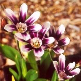 10 Sparaxis grandiflora ssp violaceae Seeds - Sow Autumn - Indigenous SA Bulbs Seeds