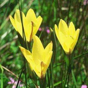 Gladiolus trichonemifolius Seeds - Sow Autumn - Indigenous Bulbs Seeds