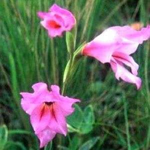 10 Gladiolus oppositiflorus Seeds - Sow Autumn ~ Indigenous Bulbs Seeds