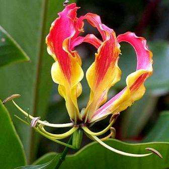 Gloriosa superba Seeds - Flame Lily Creeper - Climber Vine