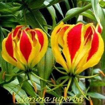10 Creeper Flame Lily - Gloriosa superba Seeds - Climber Creeper Vine