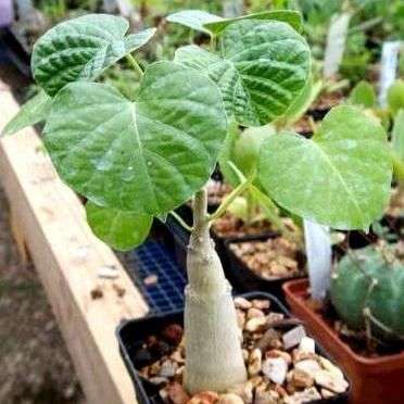 10 Ipomoea albivenia Seeds - Wild Cotton - Night-flowering Indigenous Caudiciform Climber Seeds
