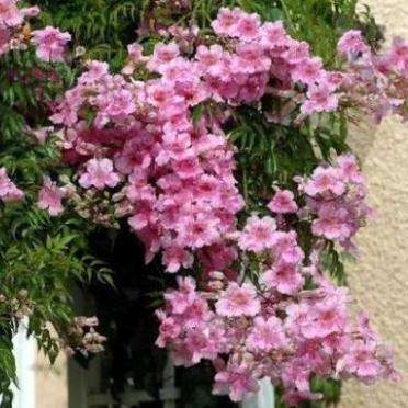 10 Podranea ricasoliana Seeds ~ Port St Johns Creeper - Indigenous Evergreen Climber Vine