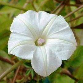 5 Ipomoea magnusiana Seeds - Morning Glory Seeds - Indigenous Climber Creeper