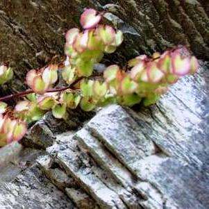 Rumex sagittatus Seeds ~ Climbing dock - Climber Creeper - Frost Hardy Perennial