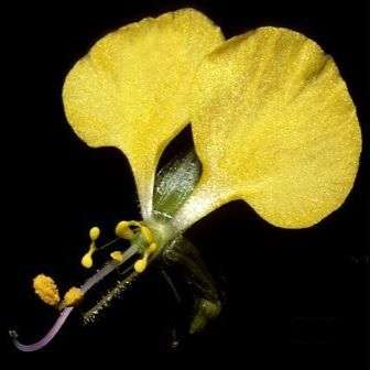 Aneilema aequinoctiale Seeds - Edible Perennial Trailing Groundcover