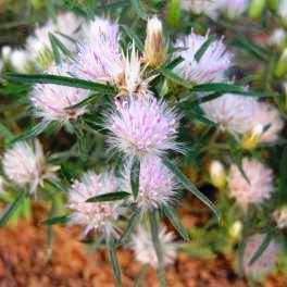 10 Dicoma anomala Seeds - Fever Bush, Stomach Bush - Indigenous Medicinal Shrub
