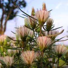 Dicoma anomala Seeds - Fever Bush, Stomach Bush - Indigenous