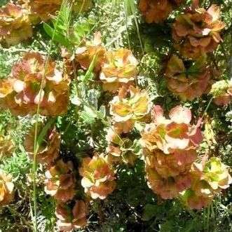 10 Salvia dolomitica Seeds ~ South African Sage - Indigenous Evergreen Perennial Shrub