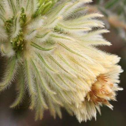 10 Phylica plumosa Seeds ~ Cape Myrtle, Flannel Flower, Flannel Bush, Featherhead - Indigenous Shrub