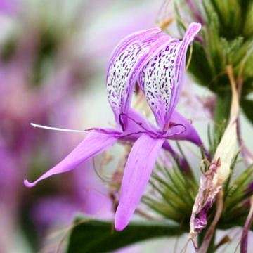 Hypoestes aristata Seeds ~ Ribbon Bush - Indigenous Evergreen Shrub