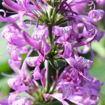10 Hypoestes aristata Seeds ~ Ribbon Bush - Indigenous Evergreen Shrub