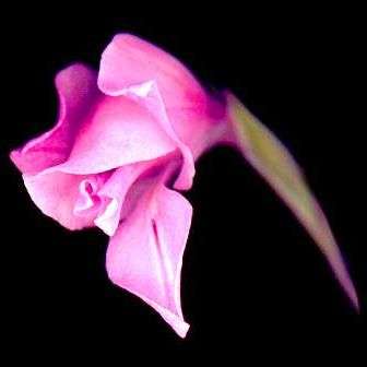 10 Gladiolus brevifolius var brevifolius Seeds Buy Seeds for Indigenous South African Bulbs
