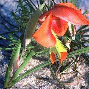 Gladiolus alatus Seeds - Sow Autumn - Indigenous South African Bulb Seeds for Sale in South Africa