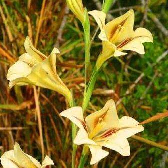 5 Gladiolus tristis var aestivalis Seeds - Indigenous South African Native Perennial Bulb