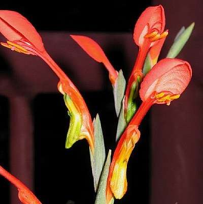 Gladiolus saccatus Seeds - Indigenous South African Bulb Seeds for Sale in South Africa