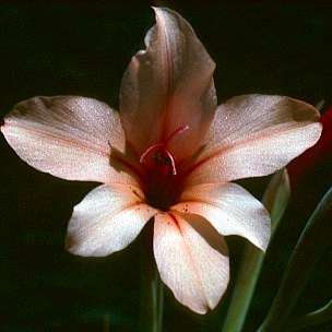 Gladiolus miniatus Seeds - Indigenous South African Perennial Bulb - Insured Global Shipping
