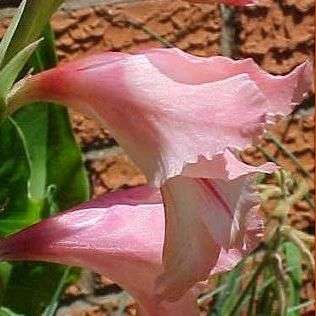 Gladiolus ochroleucus Seeds - Indigenous Bulbs Seeds