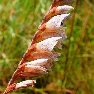 Gladiolus crassifolius Seeds - Sow Spring - Indigenous Bulbs Seeds