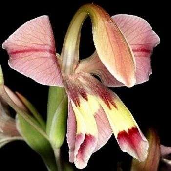 5 Gladiolus orchidiflorus Seeds - Indigenous Bulb Seeds from South Africa - Bolplante in RSA