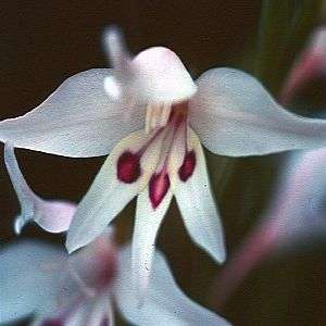 Gladiolus undulatus - Indigenous South African Endemic Perennial Bulb Seeds from Africa