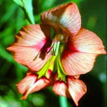 Gladiolus meliusculus Seeds - Indigenous South African Bulb Seeds for Sale in South Africa