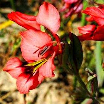 10 Gladiolus meliusculus Seeds - Indigenous South African Bulb Seeds for Sale in South Africa