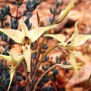 5 Gladiolus leptosiphon Seeds - Indigenous Bulbs Seeds