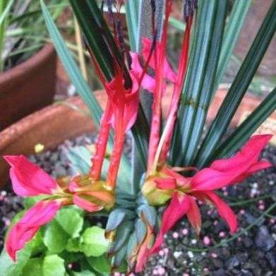 Babiana ringens Seeds - Buy Seeds for South African Indigenous Bulb Seeds - Indigenous Bulbs Seeds