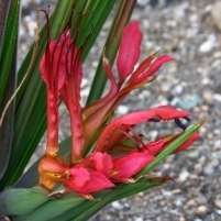 5 Babiana ringens Seeds - Indigenous Bulbs Seeds