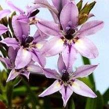 10 Babiana disticha Seeds - Indigenous Bulbs Seeds
