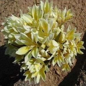 10 Babiana vanzyliae Seeds - Indigenous Bulbs Seeds