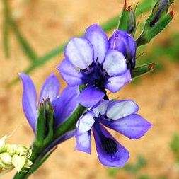 Babiana inclinata Seeds - Seeds for South African Indigenous Bulbs -Combined Worldwide Shipping